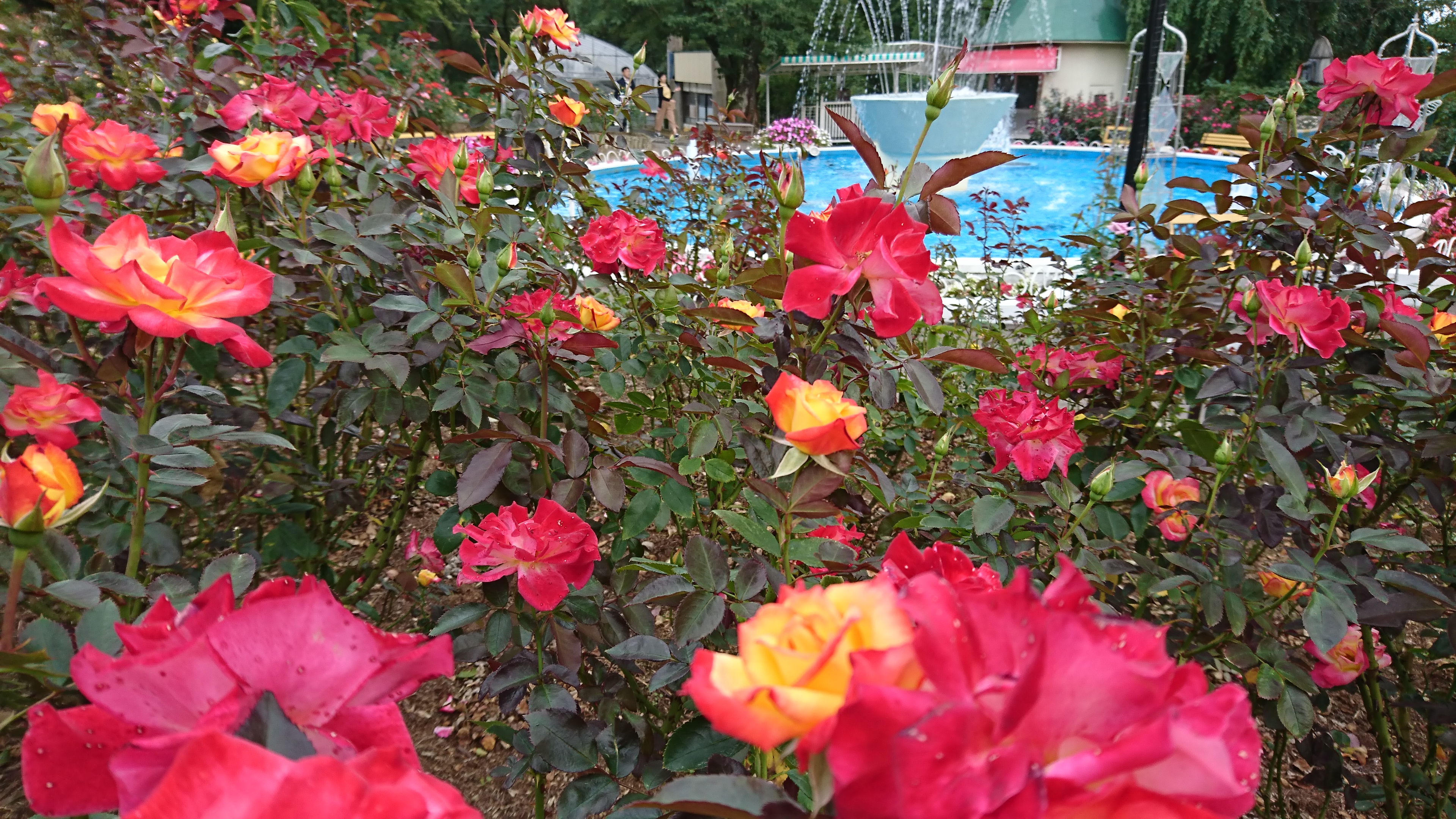 岩手県花巻市 花巻温泉のバラ園 秋のバラ祭り行ってきたよ ショコハジロはもっと自由に生きたい